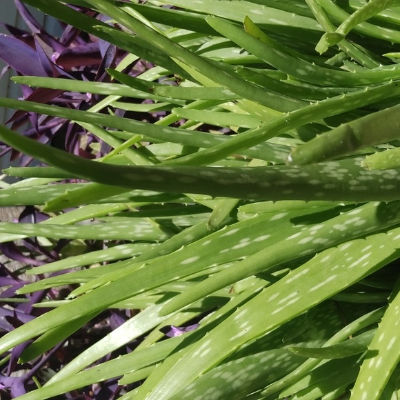 5 Aloe plants no dirt no pot. - Picture 1 of 2